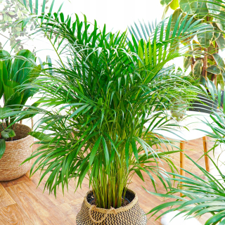 Sadenica Dypsis lutescens v 2-3 litrovej nádobe